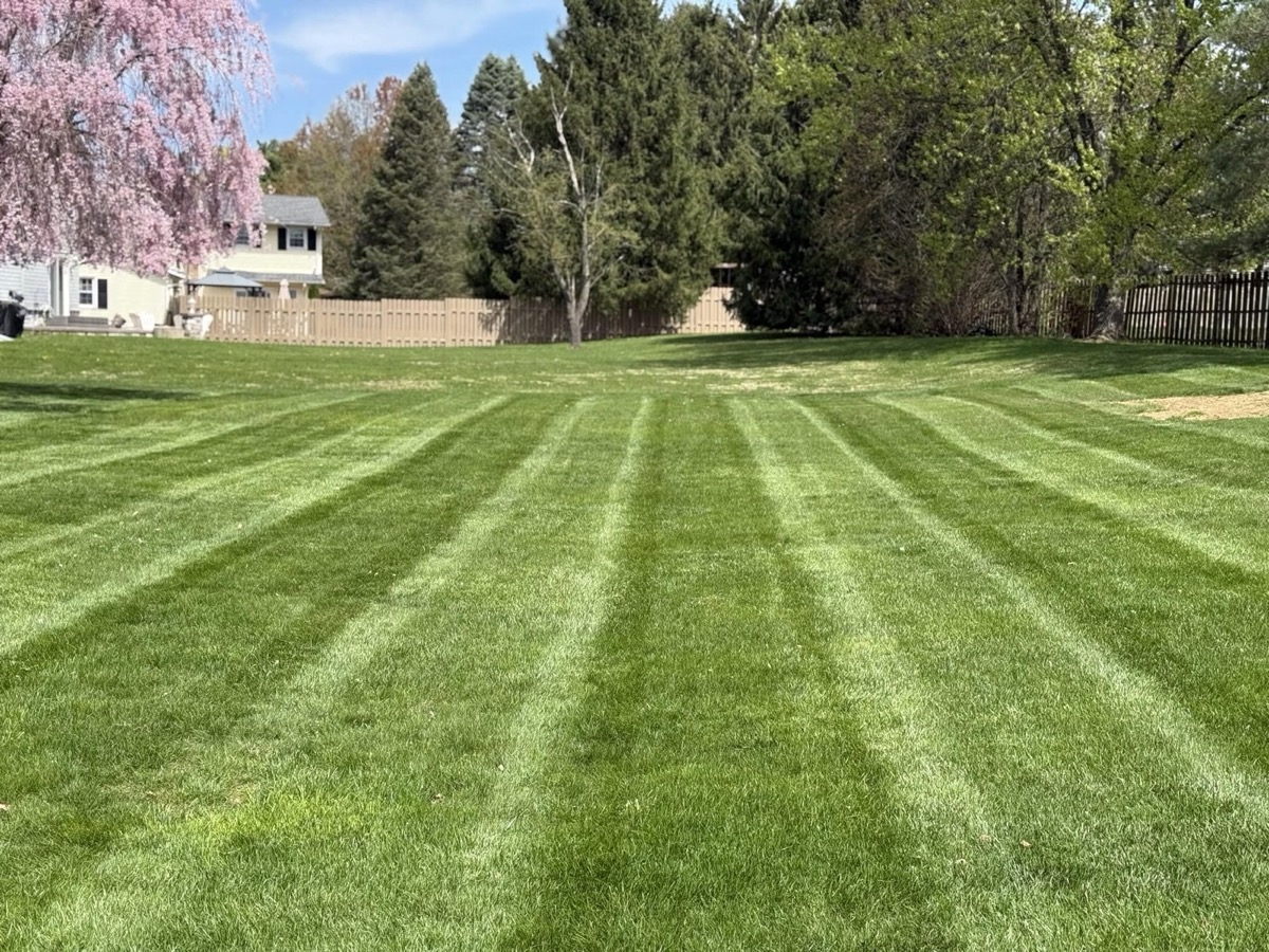 Freshly mowed and striped front lawn